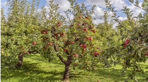 Obstbaumschnitt Obstbäume